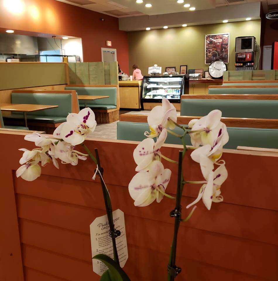 A cozy cafe with green cushioned booths, a counter displaying pastries, and well-lit surroundings. In the foreground, there are two white orchids with purple spots placed on a divider. A person in a pink shirt is visible in the background.