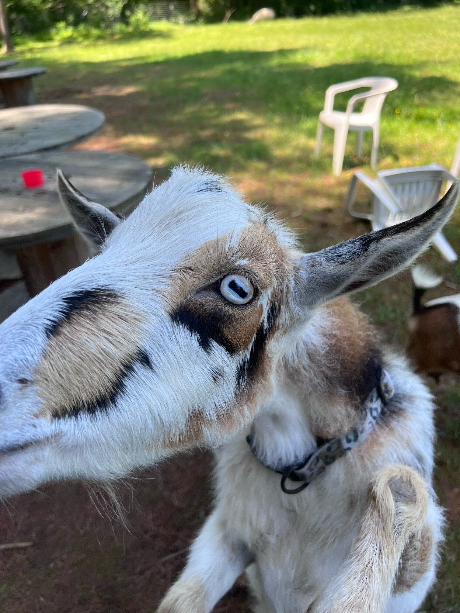 Close-up of a goat with a white and brown patterned face, blue eyes, and a collar, standing on its hind legs and looking curiously at the camera. In the background, there are wooden picnic tables, plastic chairs, and outdoor greenery typical of a farm setting.