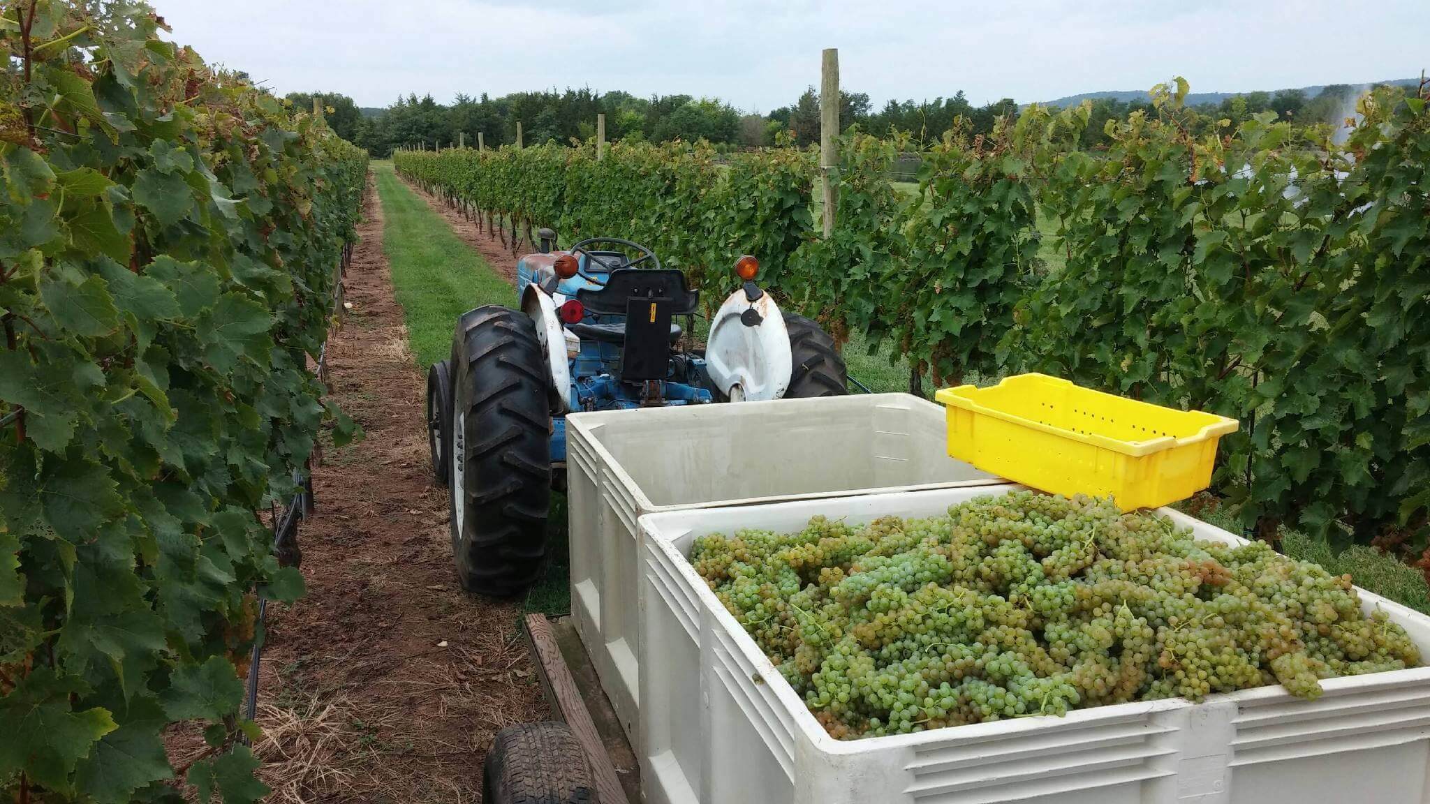 A tractor pulls plastic bins filled with harvested green grapes down a row in a vineyard. The rows of grapevines are lush and evenly spaced. The sky is overcast, indicating a cloudy day. A yellow crate sits atop the bins.
