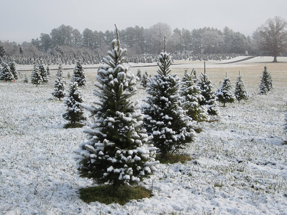 A snowy field of young Christmas trees, each dusted with snow, extends into the distance. The ground is covered in light snow, with a forest of taller trees visible in the background under a gray sky.