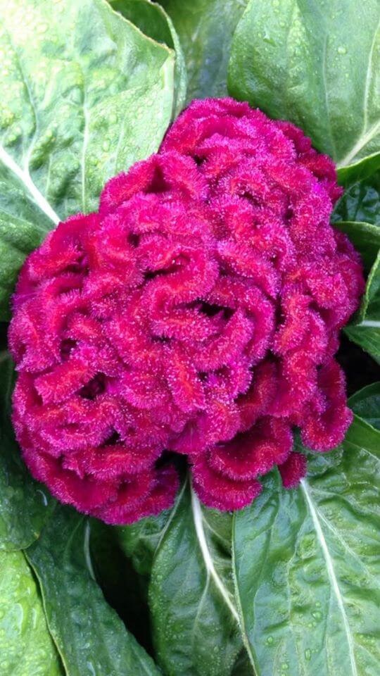 A vibrant pink cockscomb flower with a textured, brain-like appearance sits nestled among rich green leaves, which have droplets of water on them, suggesting recent rain or sprinkling. The close-up highlights the flower's intricate details and vivid colors.