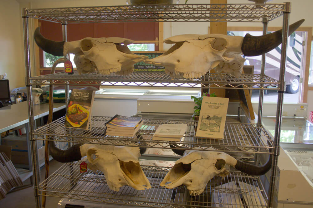 A metal shelf display holds several large animal skulls with prominent horns, likely buffaloes, on multiple levels. Also on the shelf are various pamphlets and books about animals and the environment. Sunlight streams through windows in the background.