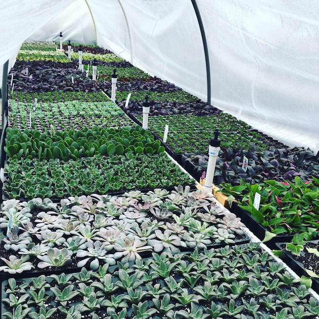 Windmill Heights Garden Center Image