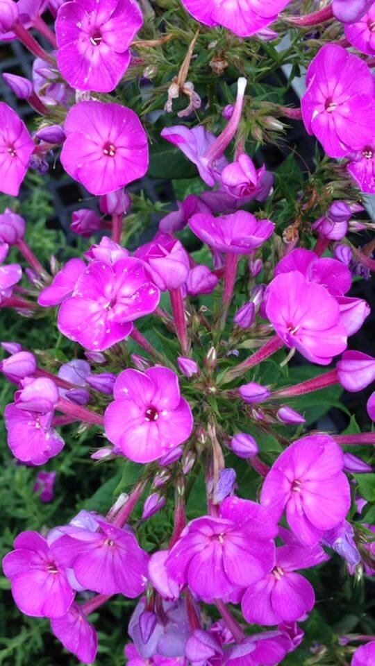 A cluster of vibrant pink flowers in full bloom, featuring numerous small five-petaled blossoms. The flowers are densely packed together, creating a lush and colorful display against a backdrop of green foliage. The petals have a slight gradient with lighter centers.