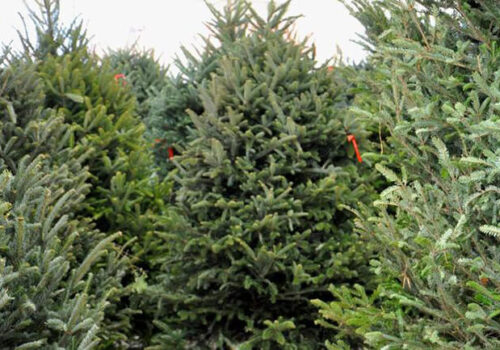 Several green Christmas trees of varying sizes are clustered together, ready for sale. The trees are dense with needles and have orange tags attached to some of their branches. The background features more Christmas trees, densely packed. Image