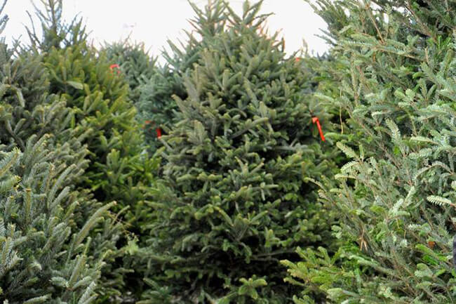 Glengary Tree Farm Resort Image