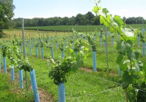 A lush vineyard with rows of young grapevines supported by blue protective sleeves. The vines are beginning to climb the trellises. The background features a grassy field, trees, and a clear blue sky. Image