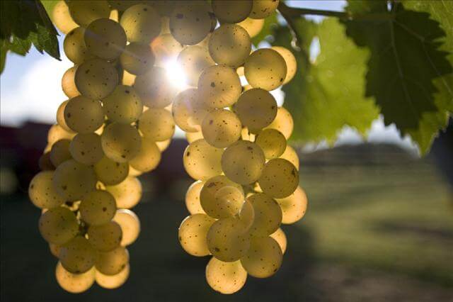 Two clusters of yellow-green grapes hang from a vine with sunlight filtering through their translucent surfaces, creating a glowing effect. The background features blurred green leaves and a hint of the landscape beyond.