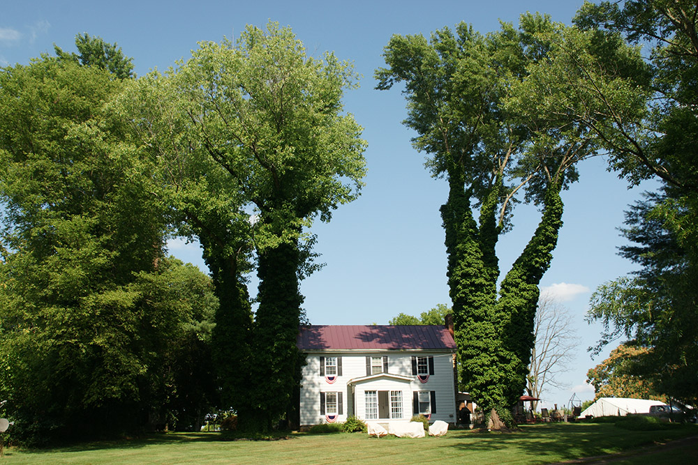 A charming white house with a red roof sits nestled among towering trees covered in lush green ivy. The lawn in front is neatly manicured, and the sky above is clear and blue, suggesting a pleasant day.