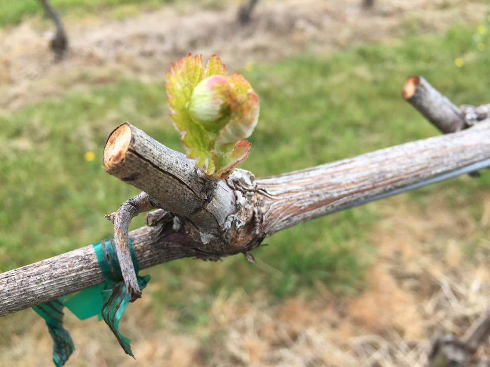 Close-up of a grapevine showing a budding leaf and tiny clusters starting to form. The vine is tied to a support with a green plastic tie, and the background features blurred grass and soil. The new growth is a sign of early spring in a vineyard.