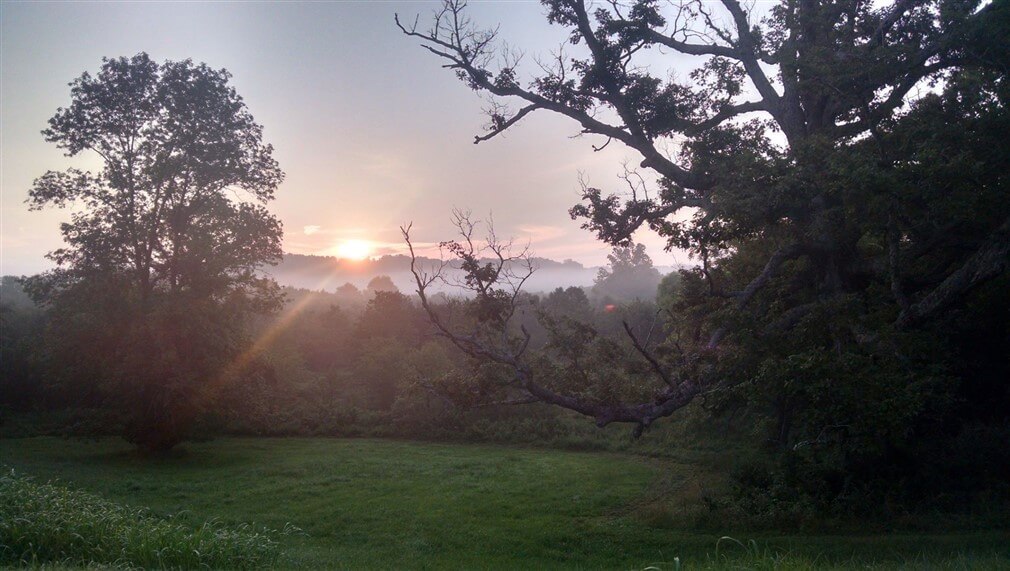 A misty sunrise over a lush green field, with sunlight breaking through clouds on the horizon. Two large trees, one partially leafless, frame the foreground, while distant, fog-covered hills add depth to the serene landscape.