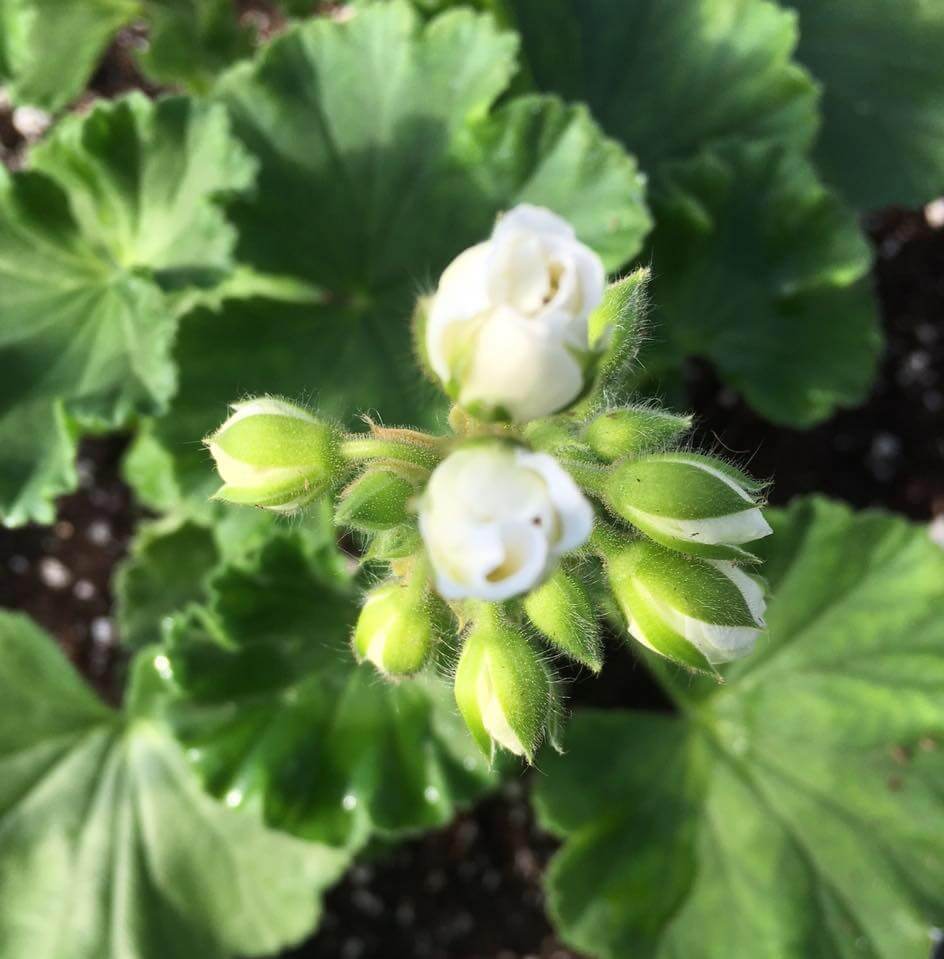 Close-up of a cluster of small, white flower buds surrounded by green, fuzzy sepals and large, vibrant green leaves in the background. The buds appear ready to bloom, with some partially opened, revealing delicate white petals.