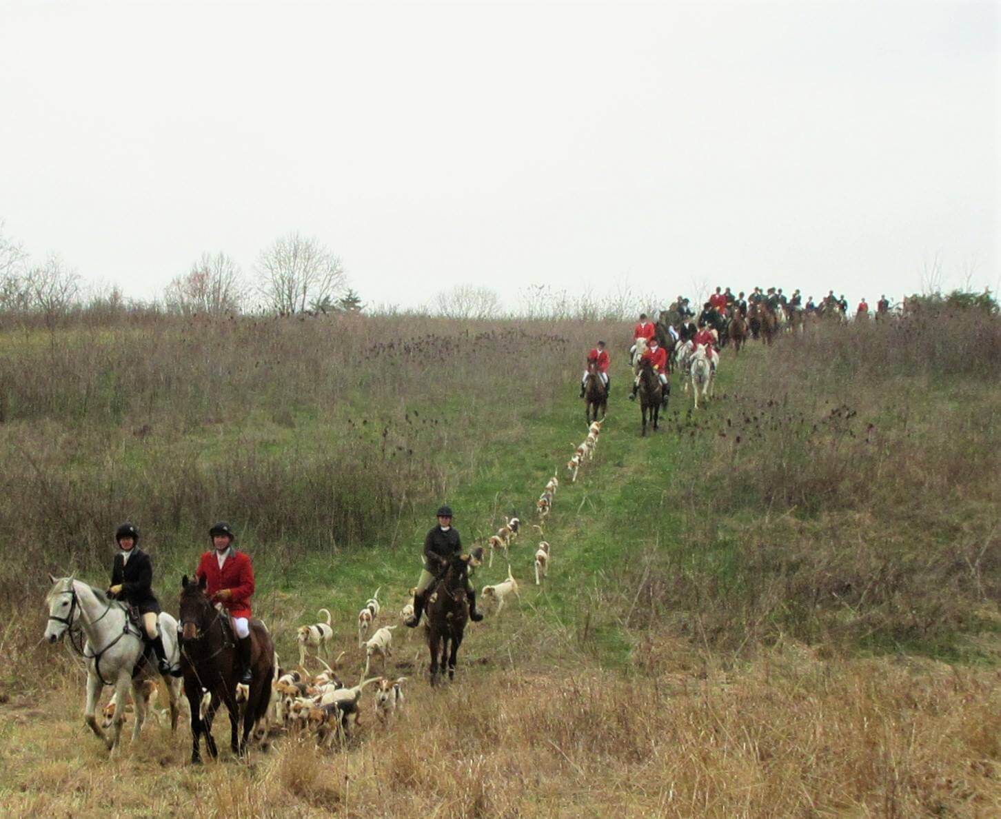 A group of people on horseback are riding through a grassy field lined up in a long procession. Several dogs are running on the ground alongside the horses. The riders and dogs seem to be part of an organized activity, possibly a hunt. The sky is overcast.