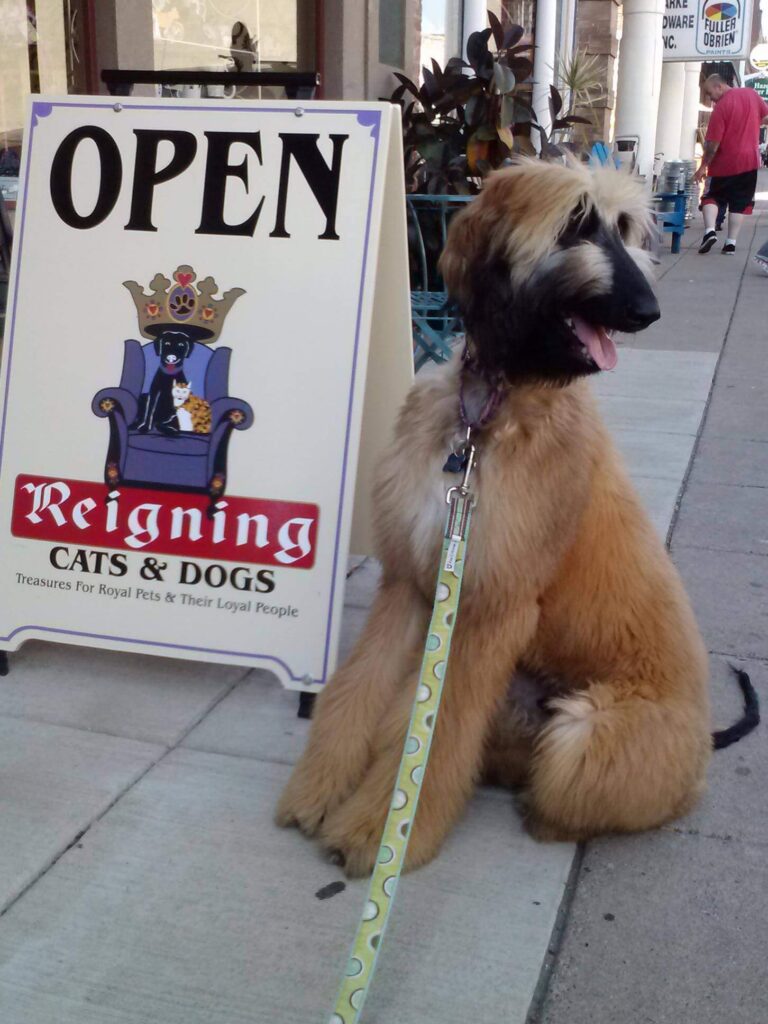 A large, fluffy dog with a tan coat and dark facial markings sits on the sidewalk next to a store sign. The sign reads "OPEN" at the top, with "Reigning Cats & Dogs" and an illustrated dog wearing a crown below. The store appears to be a pet shop.