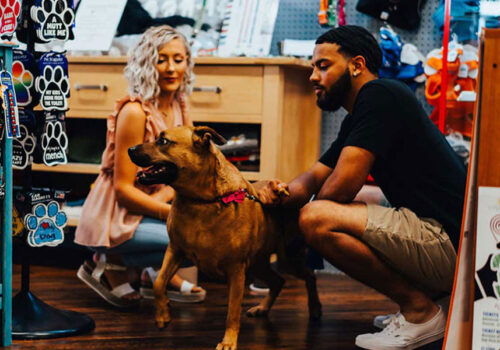A woman and man are at a pet store kneeling beside a brown dog wearing a pink collar. They are both looking at the dog, appearing to be grooming or inspecting it. Shelves with pet products, including leashes and toys, are visible in the background. Image