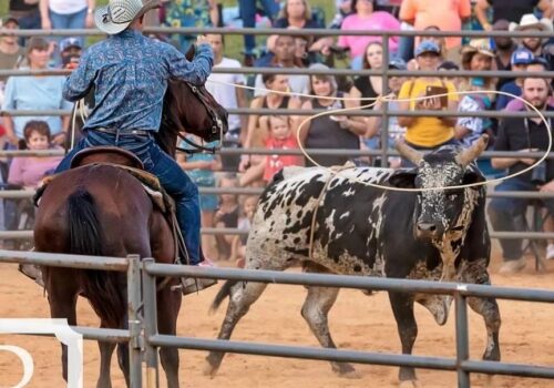 A rodeo cowboy on a horse throws a lasso toward a bull with white and black spots in a fenced arena. The background shows a crowd of spectators sitting on bleachers and standing behind a fence, intently watching the event.