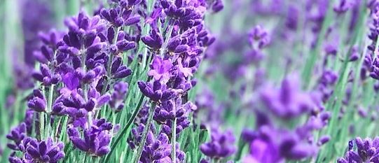 Close-up of a field of vibrant purple lavender flowers in full bloom. The lavender stems are upright, and the blossoms create a dense, colorful display against a blurred background of more lavender, evoking a sense of calm and natural beauty.