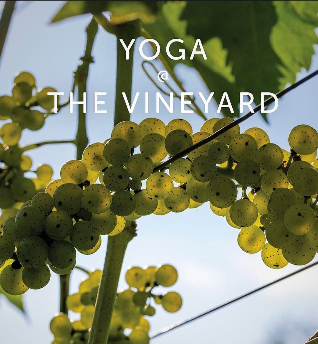 A close-up view of green grapes on the vine with sunlight filtering through the leaves. The text "YOGA @ THE VINEYARD" overlays the image, promoting a yoga event at a vineyard.