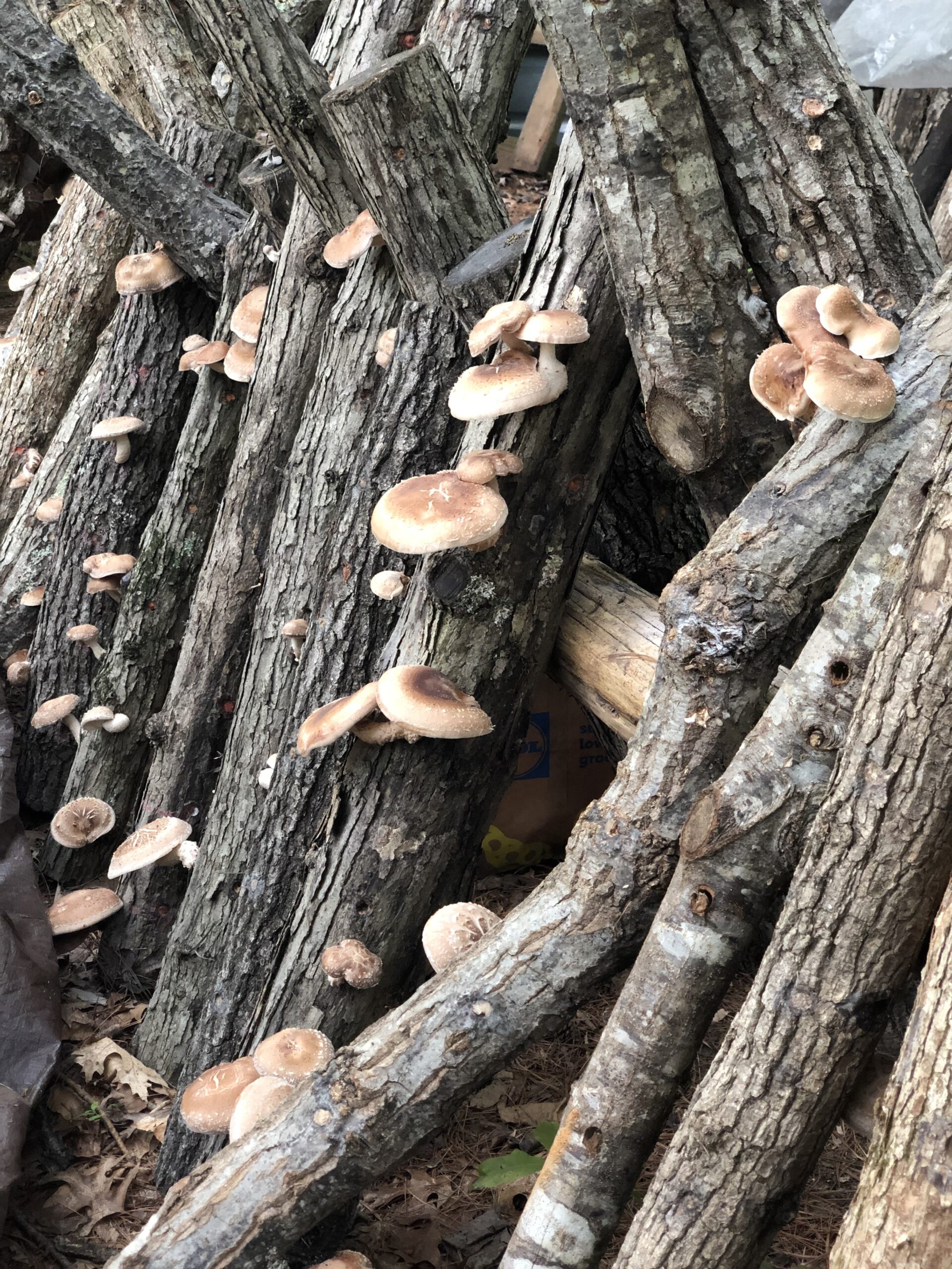 Logs stacked at an angle are covered in clusters of small to medium-sized mushrooms. The mushrooms have light brown caps and white gills, growing in various stages of development. The logs appear weathered and are possibly used for cultivating the fungi.