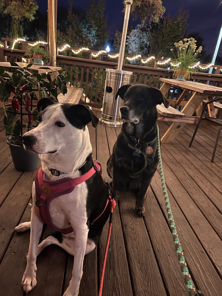Two dogs are sitting on a wooden deck at a pet-friendly outdoor venue with string lights in the background. The dog on the left has a white coat with black patches and is wearing a pink harness, while the dog on the right has a black coat and is wearing a green collar and leash. Fun times await!