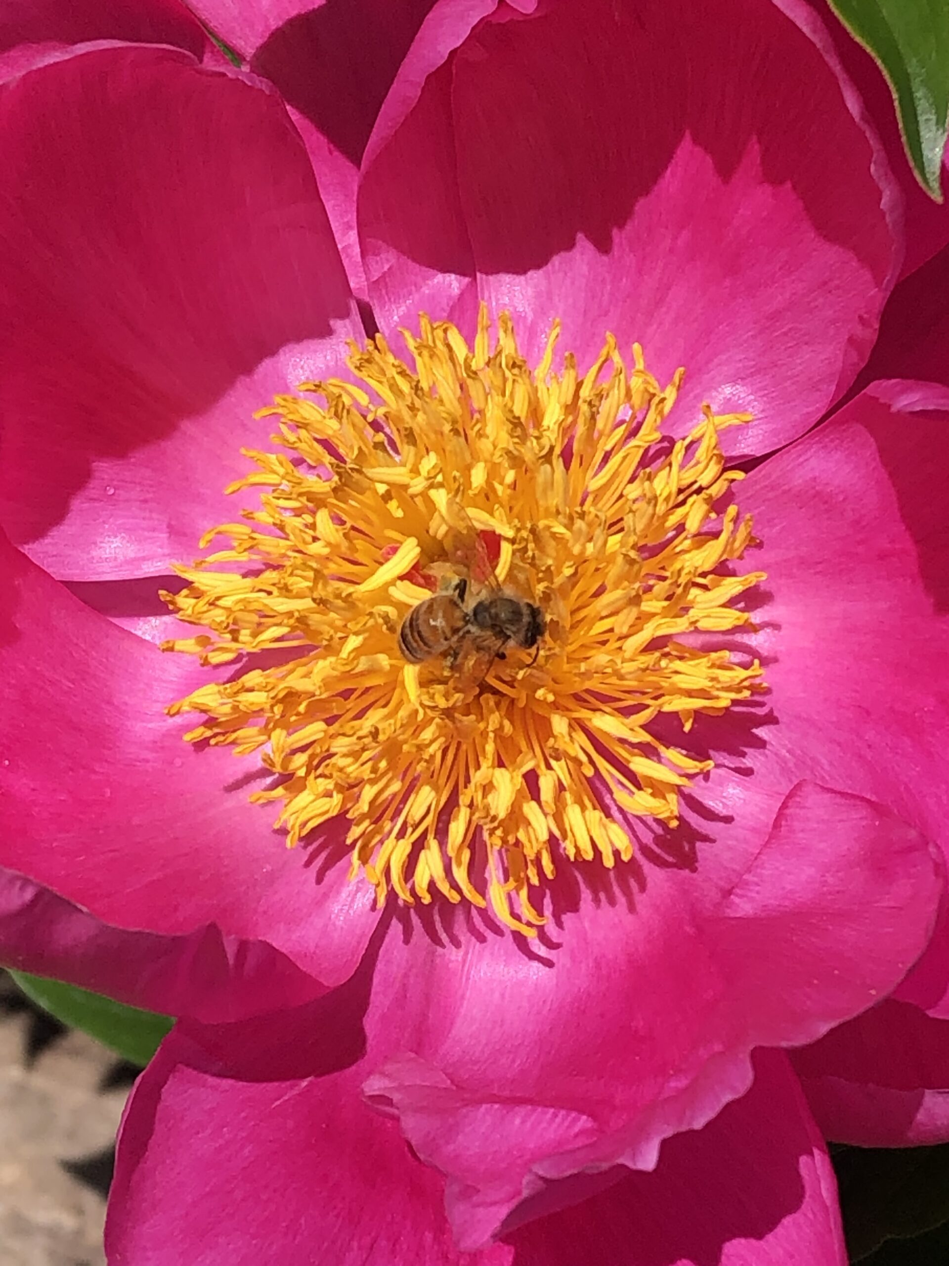 A close-up of a bright pink flower with a vivid yellow center. A bee is perched at the center, collecting pollen. The petals of the flower are delicately curved, and the sunlight enhances the vibrant colors.