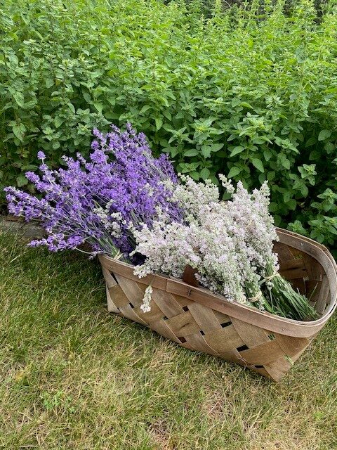 A wooden basket on grass holds freshly cut bundles of purple and white flowers, including fragrant lavender. A lush green shrubbery is in the background.