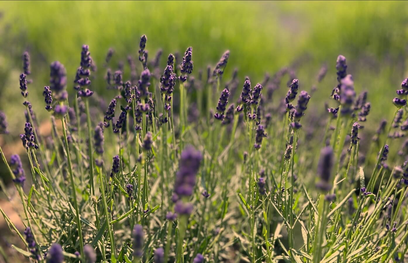 Close-up of blooming lavender plants with purple flowers and green stems, set against a blurred background of grass. The soft focus effect highlights the delicate texture and vibrant colors of the lavender.