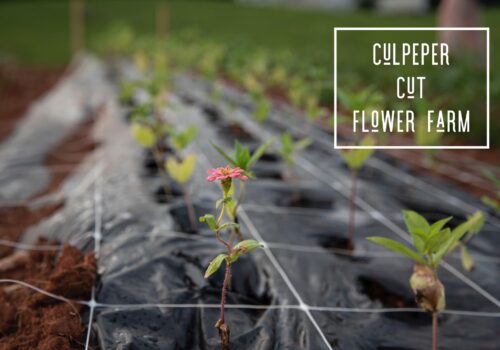 flowers in garden Image