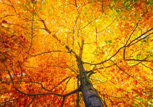 leaves changing Image