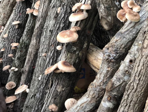 mushrooms growing on a log