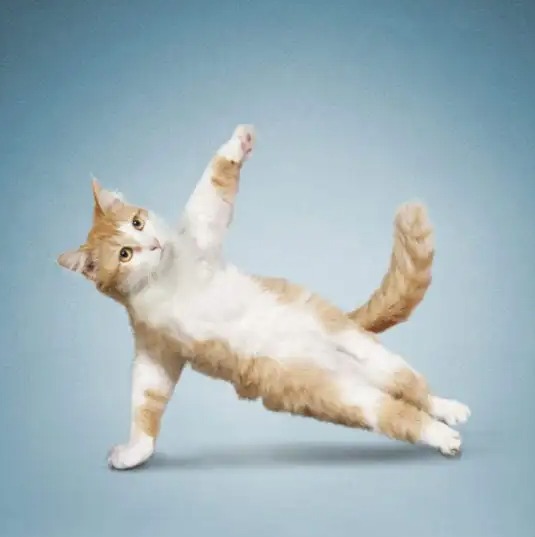 Cats and Yoga