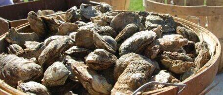 Seafood